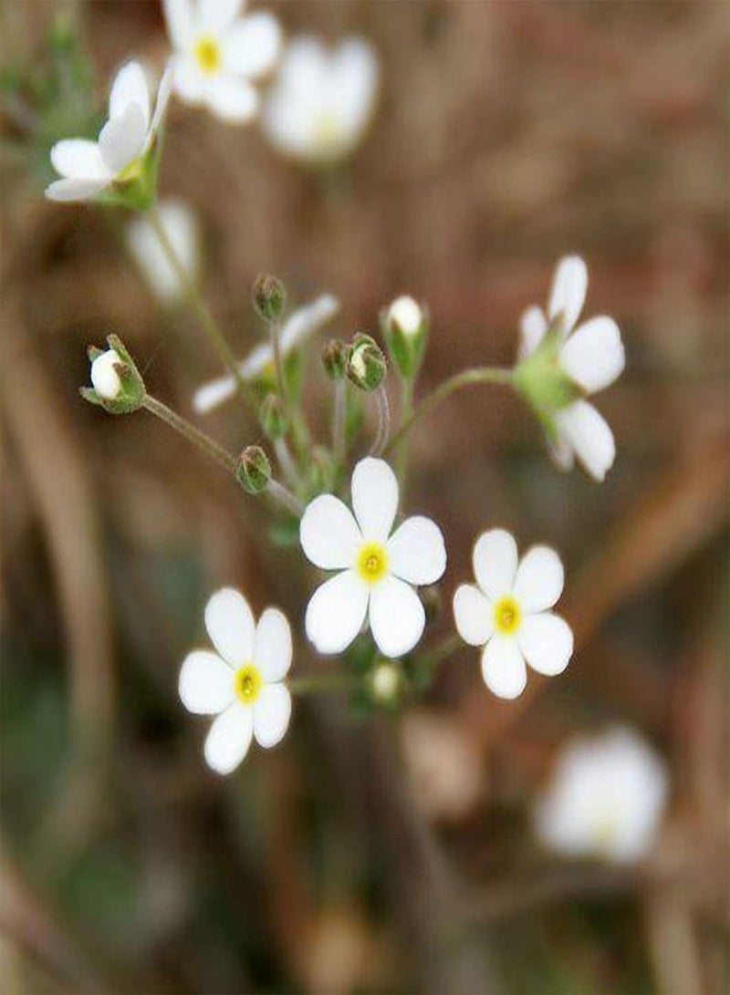 GGOOT 50Pcs/Bag Phlox Seeds Quick Growth Flourishing White Bloom Sunshine Prefer Phlox Seedlings for Balcony Phlox Seeds Flourishing - Image 1