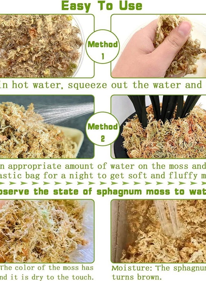 Legigo 3.5Oz Premium Sphagnum Moss Potting Mix- 4 Qt Natural Succulent Carnivorous Plants Dried, Plant Growing Medium For Orchid Sarracenia Gardening Reptiles - Image 4
