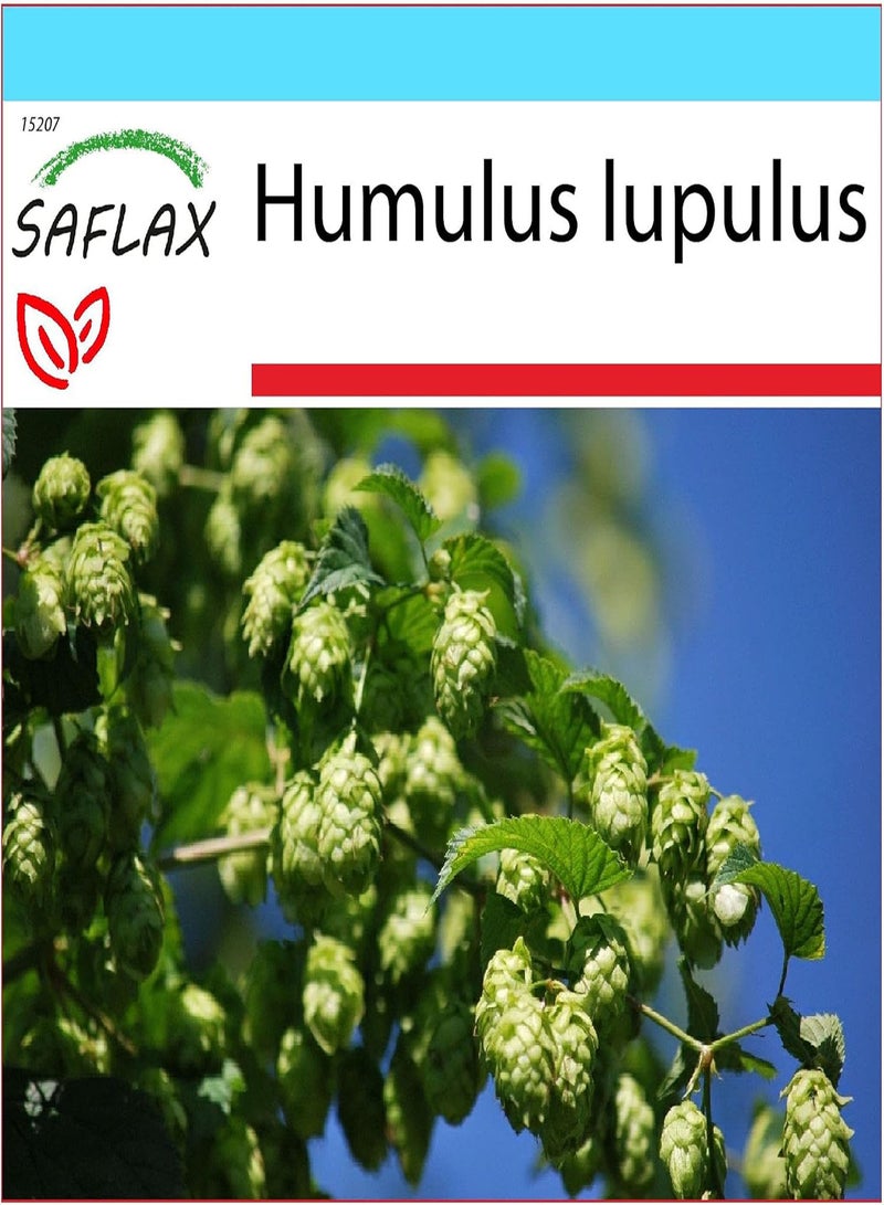 جي جوت مجموعة هدايا - نبات القفزات الشائع - 50 بذرة - هومولوس لوبولوس - Image 1