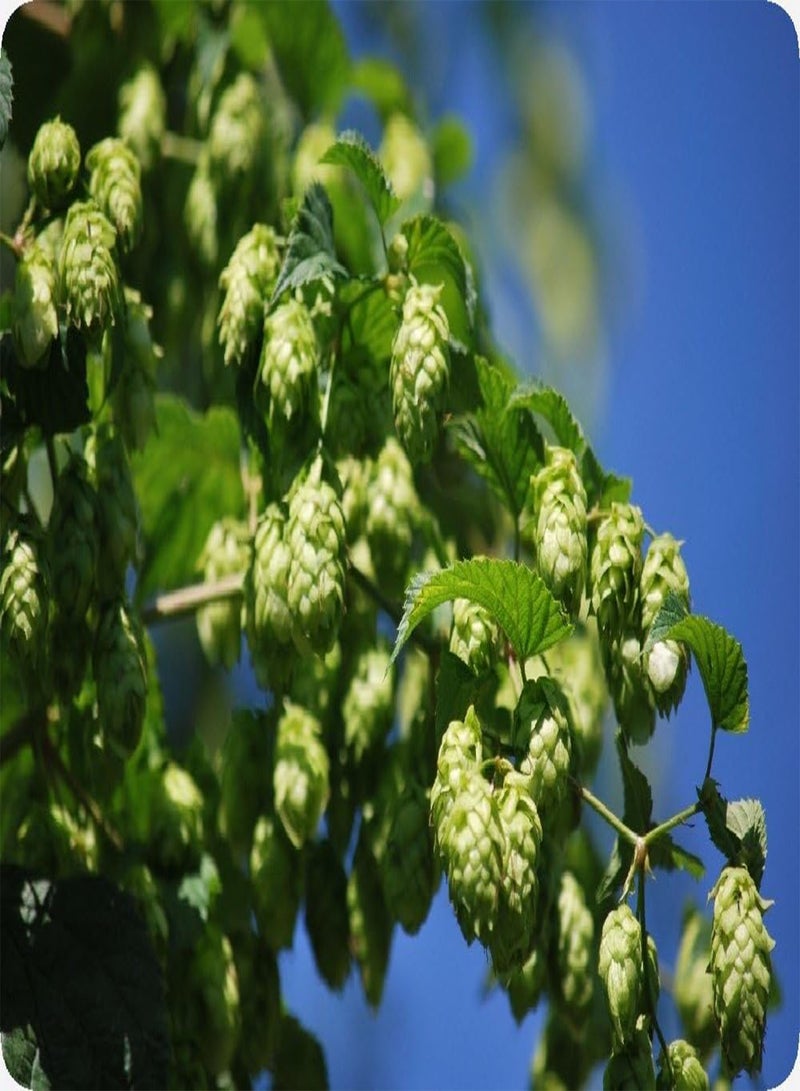 جي جوت مجموعة هدايا - نبات القفزات الشائع - 50 بذرة - هومولوس لوبولوس - Image 5