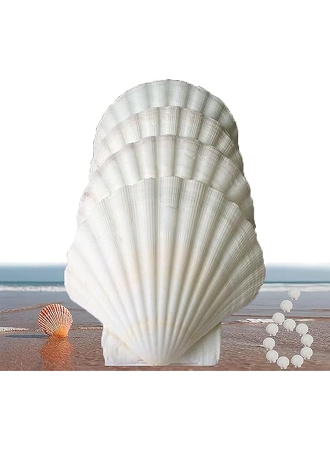 The Bros Sea Shells,6 pcs Crafts Decoration Crafting Scallop Shells, for Crafts DIY Painting Beaching Wedding Decoration, Beach Natural Scallop Shells Bulk (White,10-12cm) - Image 1