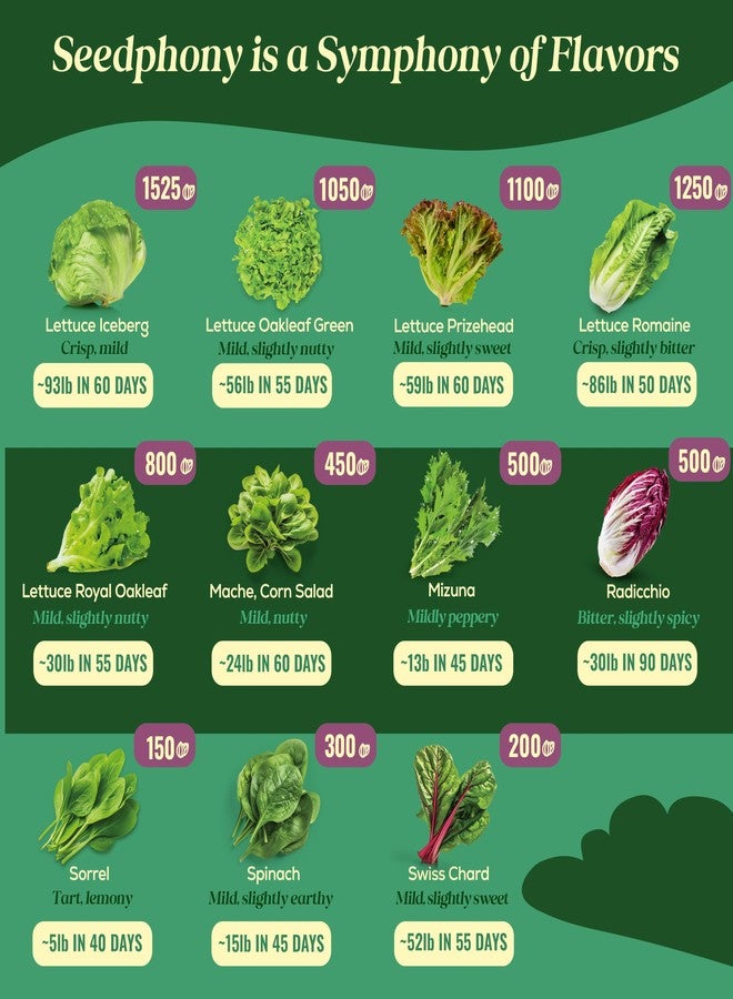 Seedphony 23 Lettuce & Salad Greens Seeds Variety Pack - 25,000+ Non-GMO Heirloom Greens Seeds for Planting Lettuce Indoor & Outdoor: Arugula, Mizuna, Kale, Spinach, Swiss Chard, Mache & More Lettuce Seeds - Image 4