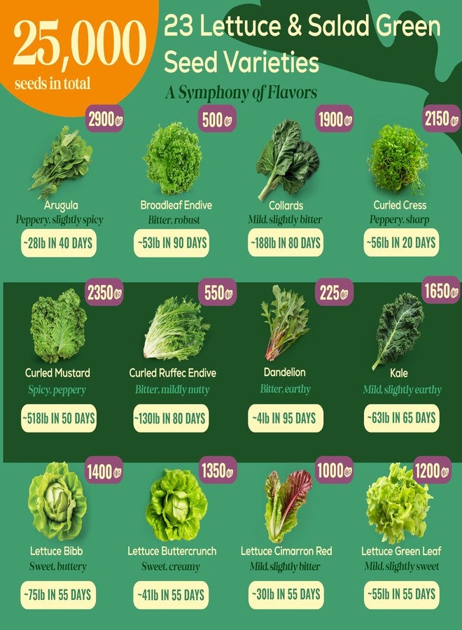 Seedphony 23 Lettuce & Salad Greens Seeds Variety Pack - 25,000+ Non-GMO Heirloom Greens Seeds for Planting Lettuce Indoor & Outdoor: Arugula, Mizuna, Kale, Spinach, Swiss Chard, Mache & More Lettuce Seeds - Image 3