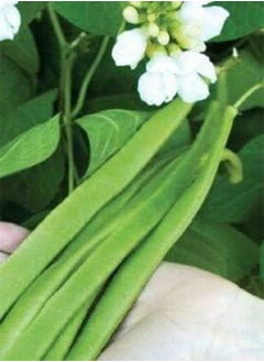 Seeds of Vegetables Bean (Broad) Seeds Moonlight