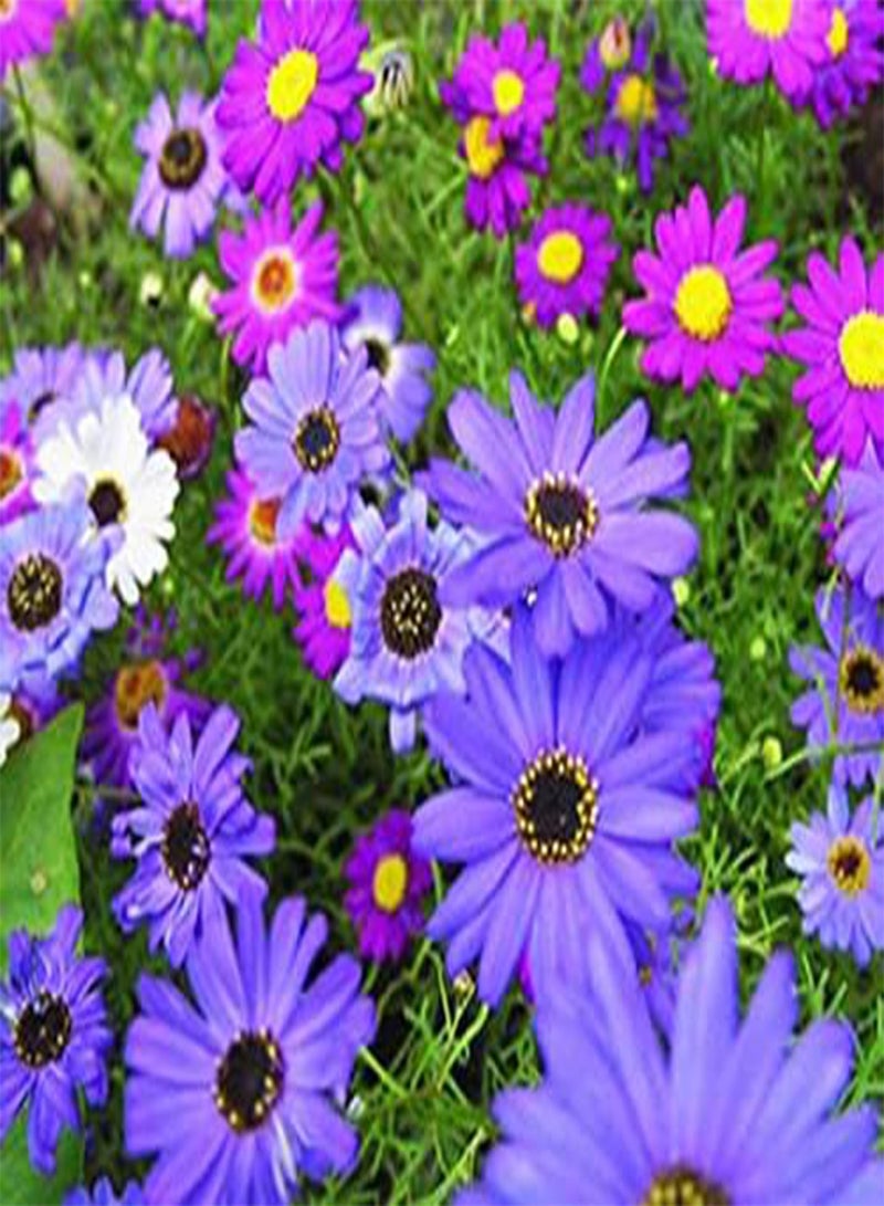 GGOOT Swan River Daisy Mix - 20 Seeds - Brachycome Iberidifolia - Annual Bedding for Planting Garden Yard Patio and Useful for Gifts (20 Seeds) - Image 1