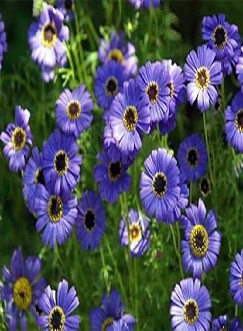 GGOOT Swan River Daisy Mix - 20 Seeds - Brachycome Iberidifolia - Annual Bedding for Planting Garden Yard Patio and Useful for Gifts (20 Seeds) - Image 2
