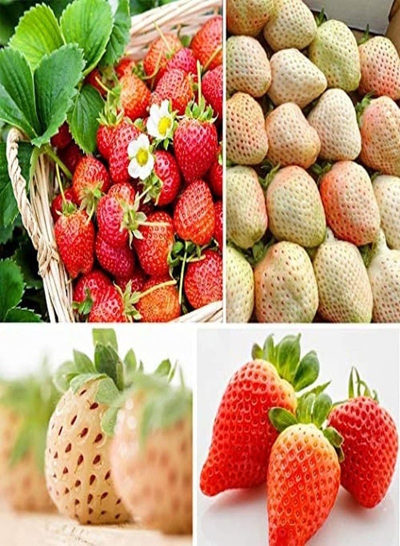 GGOOT 100pcs Mix Strawberry Seeds for Home Garden Hanging Baskets Planting Potted Heirloom Fruit Seeds Gifts Choice for Families - Image 1