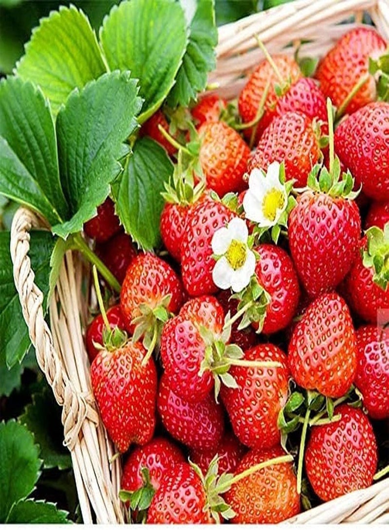 GGOOT 100pcs Mix Strawberry Seeds for Home Garden Hanging Baskets Planting Potted Heirloom Fruit Seeds Gifts Choice for Families - Image 4