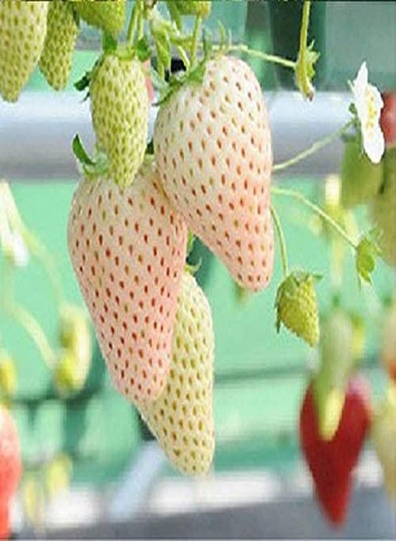 GGOOT 100pcs Mix Strawberry Seeds for Home Garden Hanging Baskets Planting Potted Heirloom Fruit Seeds Gifts Choice for Families - Image 3