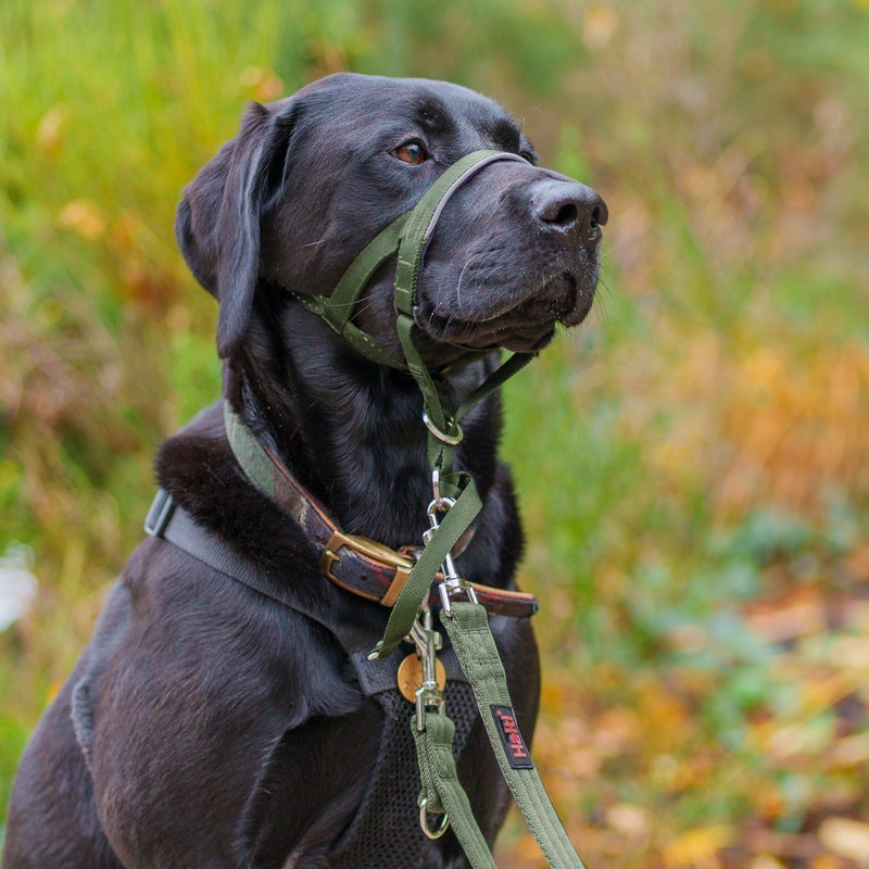 Halti Headcollar - Stop Your Dog Pulling on The Leash. Adjustable, Reflective and Lightweight, with Padded Nose Band. Dog Training Anti-Pull Collar for Large Dogs (Size 4, Forest Green) - Image 3