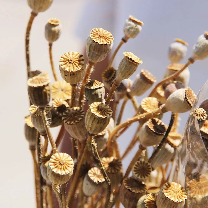 Bluejw 50 Grams Natural Dried Poppy Flowers Bunch - Dry Corn Poppy for Home Decor, Events & DIY Arrangements - Rustic Dried Plants - Image 3