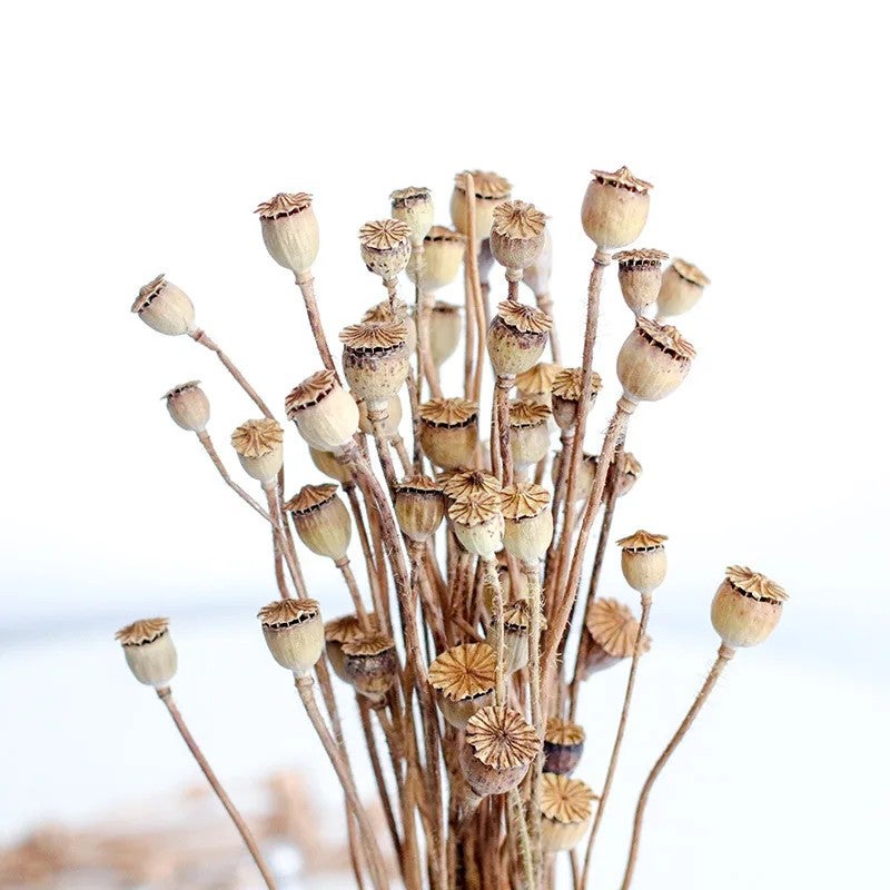 Bluejw 50 Grams Natural Dried Poppy Flowers Bunch - Dry Corn Poppy for Home Decor, Events & DIY Arrangements - Rustic Dried Plants - Image 2
