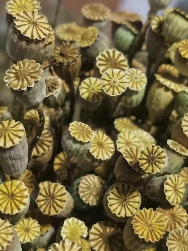 Bluejw 50 Grams Natural Dried Poppy Flowers Bunch - Dry Corn Poppy for Home Decor, Events & DIY Arrangements - Rustic Dried Plants - Image 5