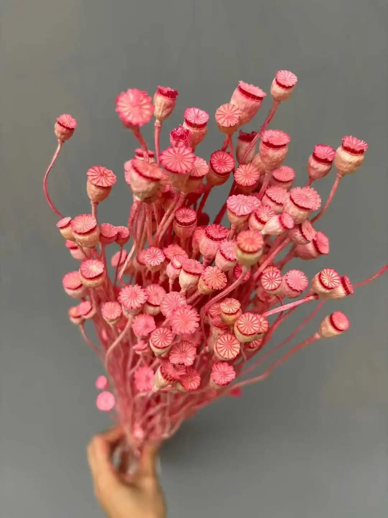 Bluejw 50 Grams Natural Dried Poppy Flowers Bunch - Dry Corn Poppy for Home Decor, Events & DIY Arrangements - Rustic Dried Plants - Image 4