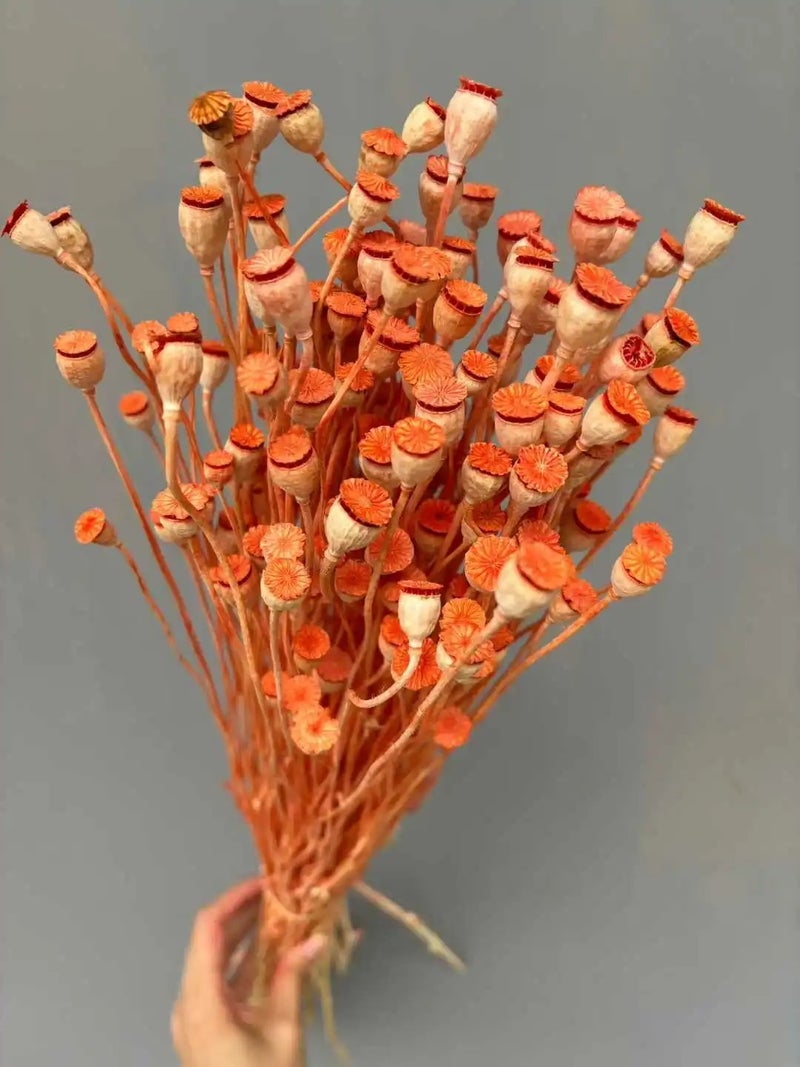 Bluejw 50 Grams Natural Dried Poppy Flowers Bunch - Dry Corn Poppy for Home Decor, Events & DIY Arrangements - Rustic Dried Plants - Image 1