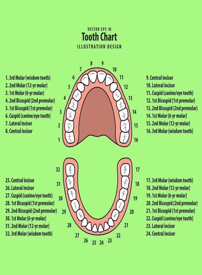 جيتك صندوق تخزين أسنان الأطفال، صندوق تذكاري لتخزين أسنان الأطفال، منظم لأسنان الطفل، صندوق جنية الأسنان مع حاوية شعر الجنين وملقط للحفاظ على ذاكرة الطفل (أحمر-أخضر) - Image 5