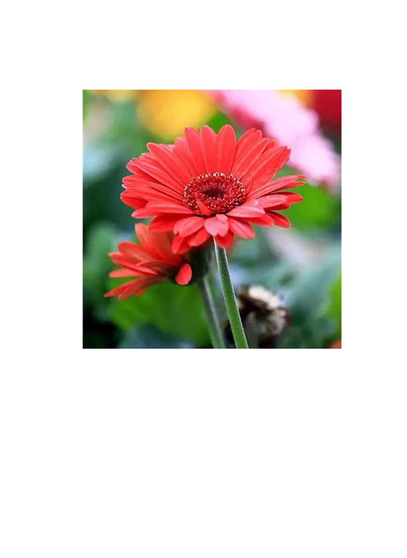 ماركة غير محددة Gerbera Seeds Exquisite Colorful Graceful Gerbera Flower Seeds for Garden Marguerite Seeds for Household بذور جربر رائعة ملونة رشيقة بذور زهرة جربر لحديقة بذور مارغريت للمنزل  - Image 2