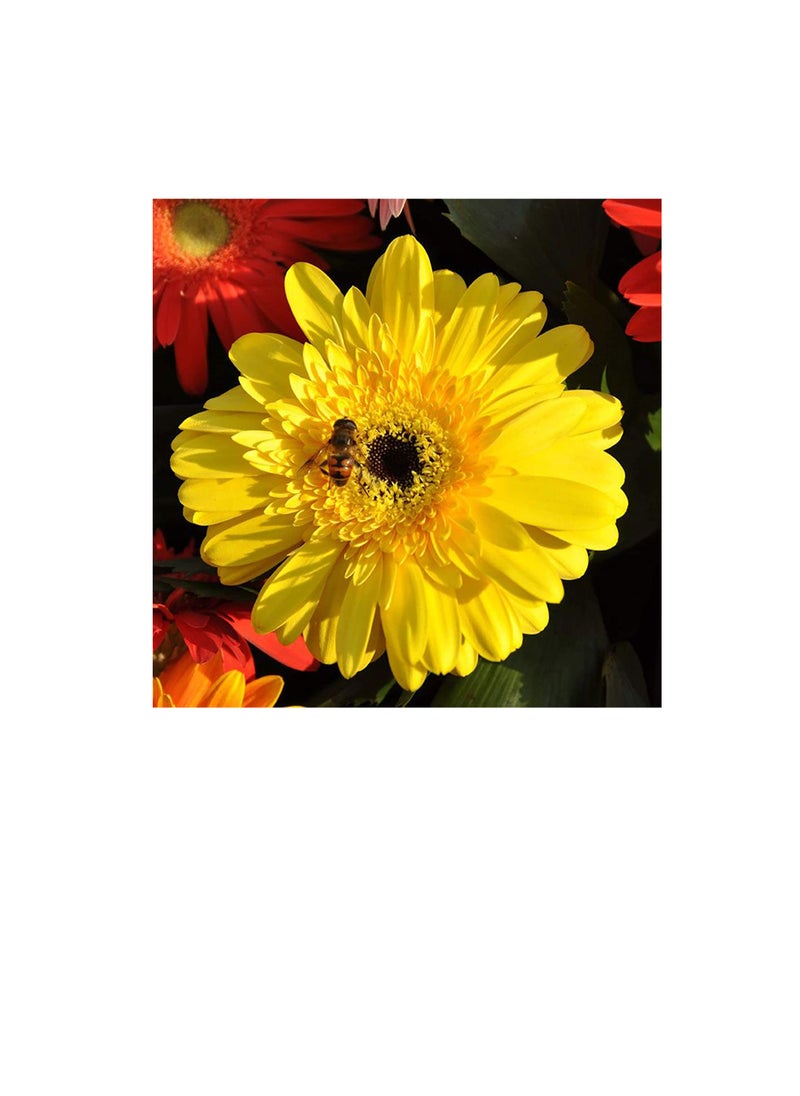 ماركة غير محددة Gerbera Seeds Exquisite Colorful Graceful Gerbera Flower Seeds for Garden Marguerite Seeds for Household بذور جربر رائعة ملونة رشيقة بذور زهرة جربر لحديقة بذور مارغريت للمنزل  - Image 3