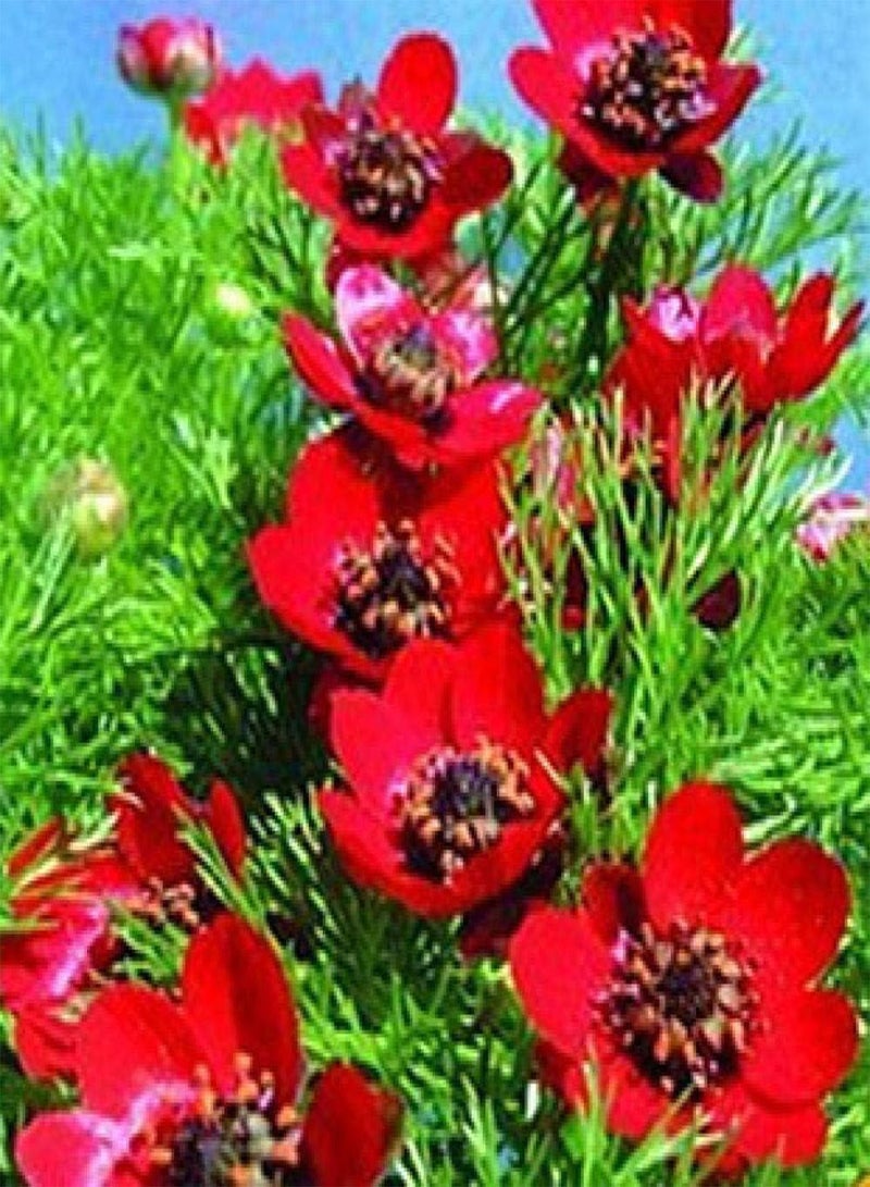 GGOOT Perennial Garden Seeds,Alstroemeria flower seeds-excellent_200 capsules,Flower Seeds for Balcony/Garden - Image 5