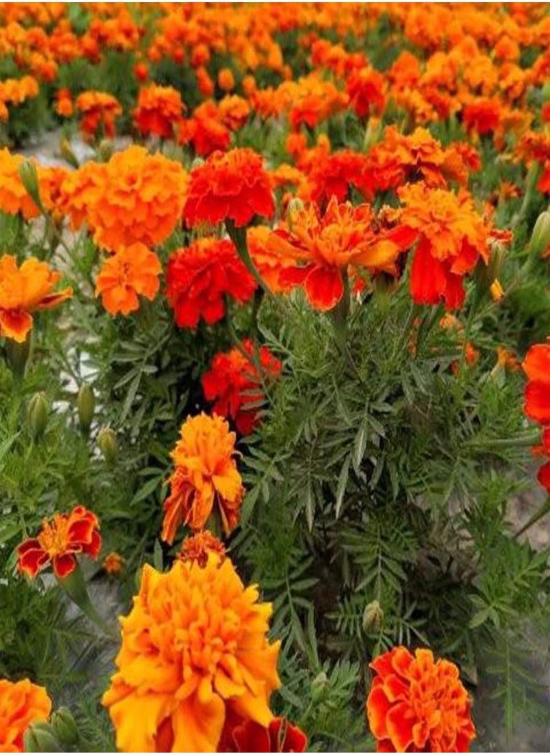 GGOOT - Green Garden Flower Plants-100Pcs Mixed Marigold Seeds Ornamental Plant Flower Garden Office Balcony Decor - Marigold Seeds - Image 1