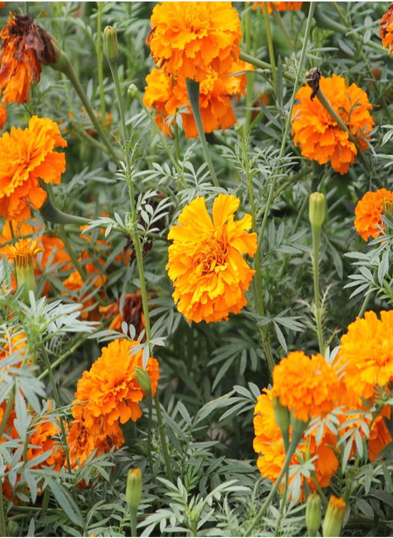 GGOOT - Green Garden Flower Plants-100Pcs Mixed Marigold Seeds Ornamental Plant Flower Garden Office Balcony Decor - Marigold Seeds - Image 1