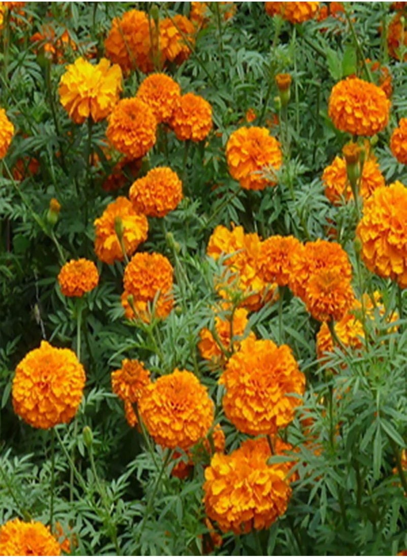 GGOOT - Green Garden Flower Plants-100Pcs Mixed Marigold Seeds Ornamental Plant Flower Garden Office Balcony Decor - Marigold Seeds - Image 1