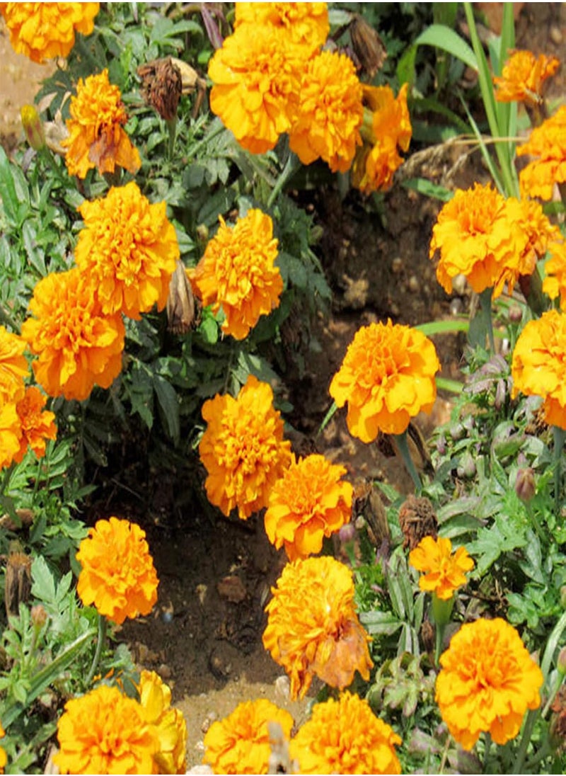 GGOOT - Green Garden Flower Plants-100Pcs Mixed Marigold Seeds Ornamental Plant Flower Garden Office Balcony Decor - Marigold Seeds - Image 1