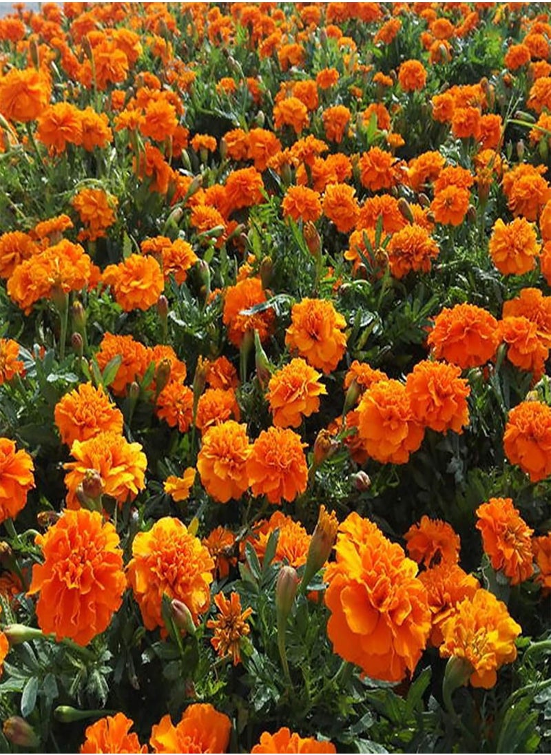 GGOOT - Green Garden Flower Plants-100Pcs Mixed Marigold Seeds Ornamental Plant Flower Garden Office Balcony Decor - Marigold Seeds - Image 1