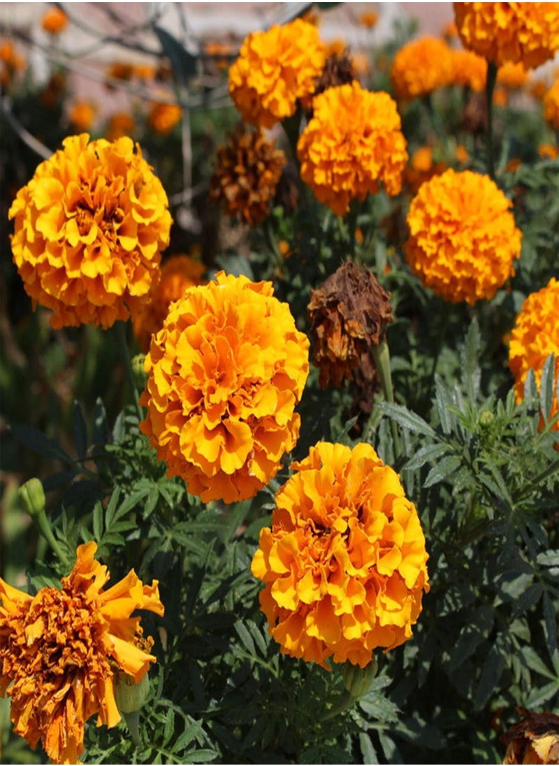 GGOOT - Green Garden Flower Plants-100Pcs Mixed Marigold Seeds Ornamental Plant Flower Garden Office Balcony Decor - Marigold Seeds - Image 1