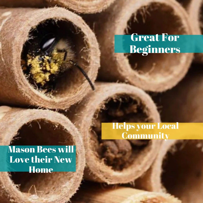 Merhoff & Larkin Mason Bee Tubes | 100 Pack of 6 inch Long by 5/16 Inner Diameter Hole Cardboard Bee House Tubes | Great Paper Refills or Inserts/Liners for a B House, Condo, Hotel, or Nest - Image 4