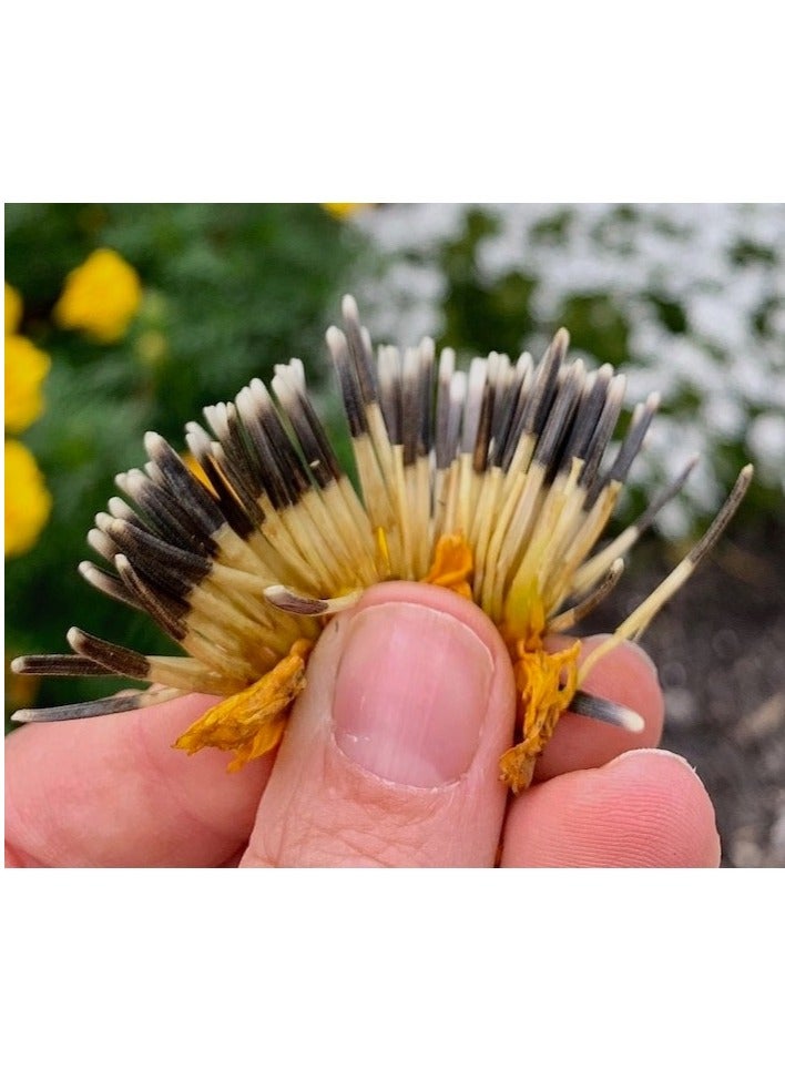 ڤسيل24 بذور القطيفة المهيبة تزهر بشكل أنيق لحديقة مورقة، عبوة من 3 قطع - Image 2