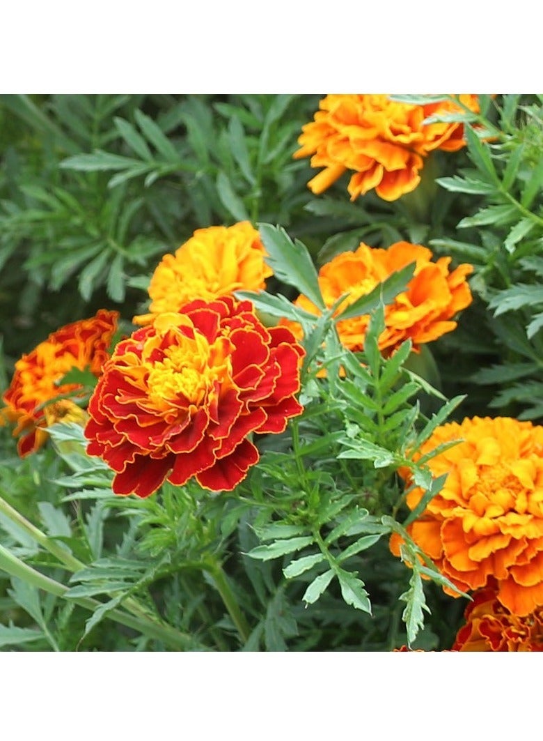 ڤسيل24 بذور القطيفة المهيبة تزهر بشكل أنيق لحديقة مورقة، عبوة من 3 قطع - Image 3