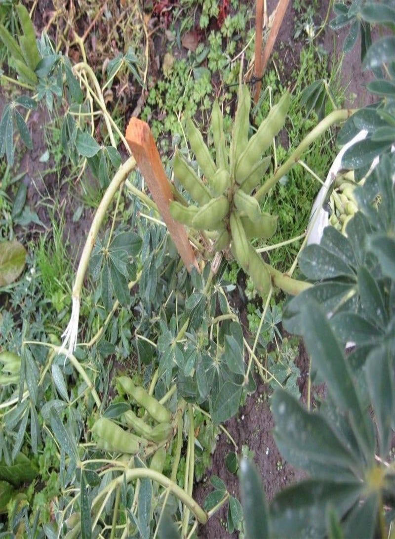 GGOOT 100 Seeds - Lupini  Seed "SWEET LUPINI" (Lupinus albus) Grow Italian National Snack! - Image 2