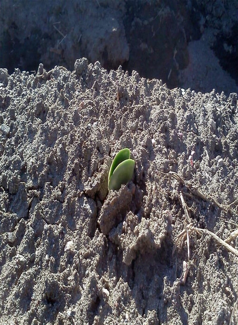 GGOOT 100 Seeds - Lupini  Seed "SWEET LUPINI" (Lupinus albus) Grow Italian National Snack! - Image 4