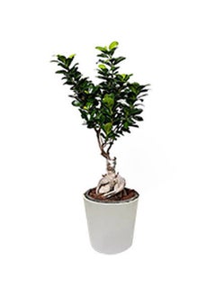 Bonsai Plant Medium