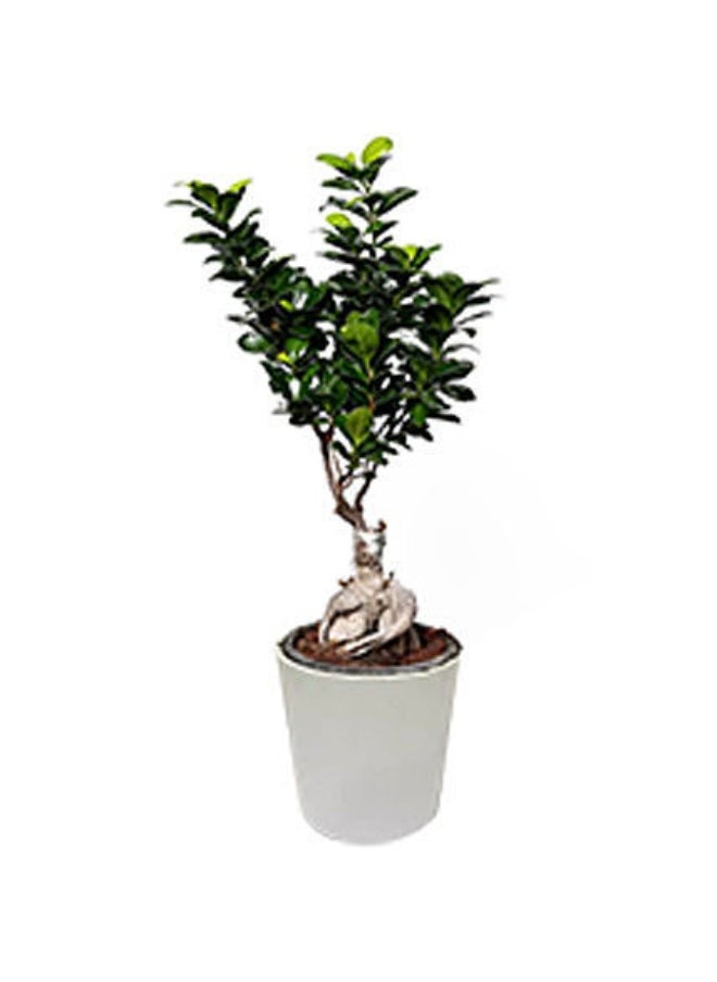 Ferns N Petals - Bonsai Plant Medium - Image 1