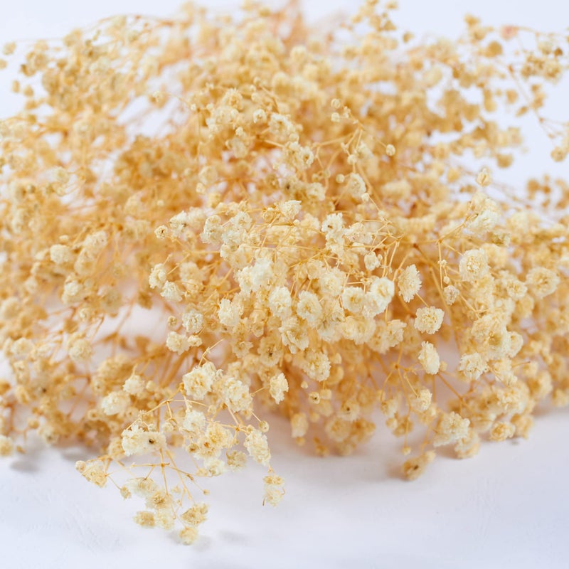 Birtlynn Preserved Baby's Breath 3 Bunches  100% Natrual Fresh Gypsophila Long Lasting Flowers for Vase Arrangements Home Decoration Photo Props Parties and Weddings  DIY D?cor-White - Image 2