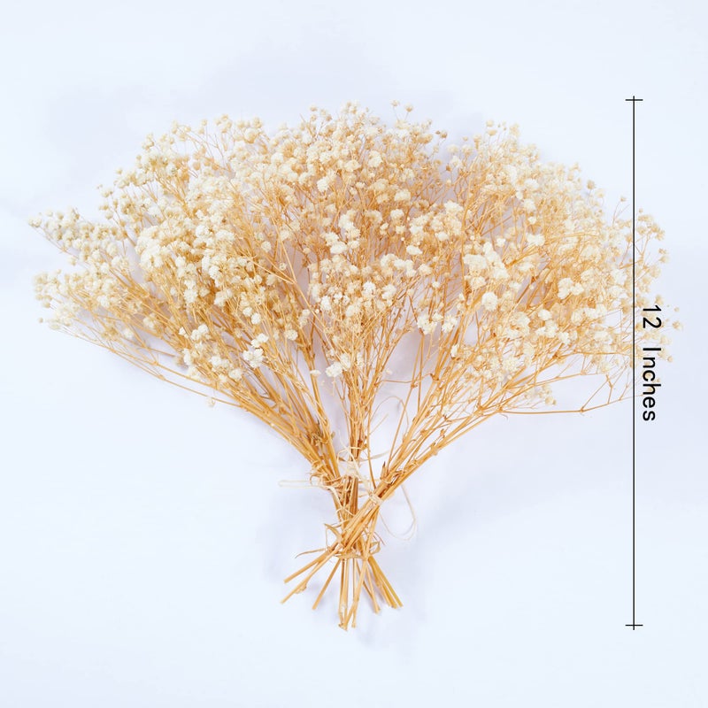 Birtlynn Preserved Baby's Breath 3 Bunches  100% Natrual Fresh Gypsophila Long Lasting Flowers for Vase Arrangements Home Decoration Photo Props Parties and Weddings  DIY D?cor-White - Image 3