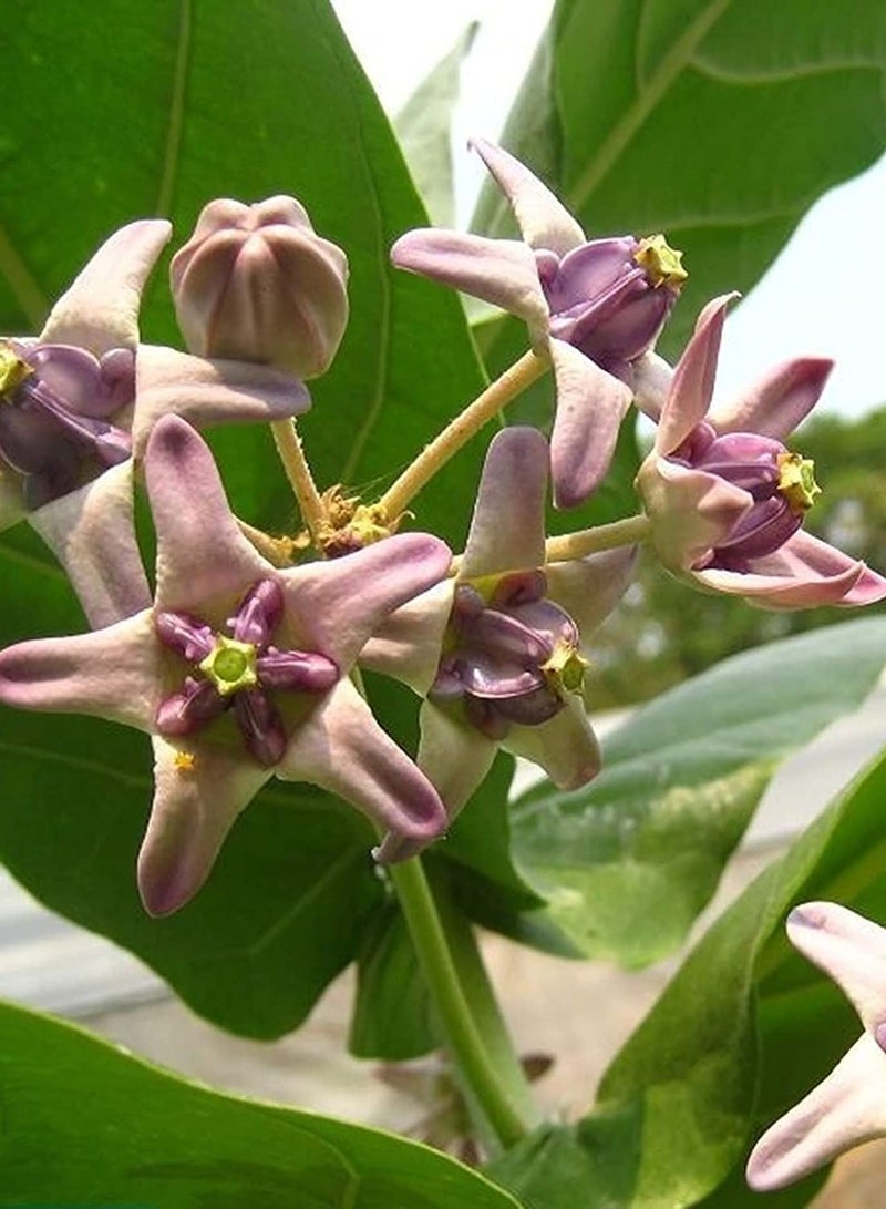 GGOOT 10Pcs/Bag Calotropis Gigantea Seeds - Image 3