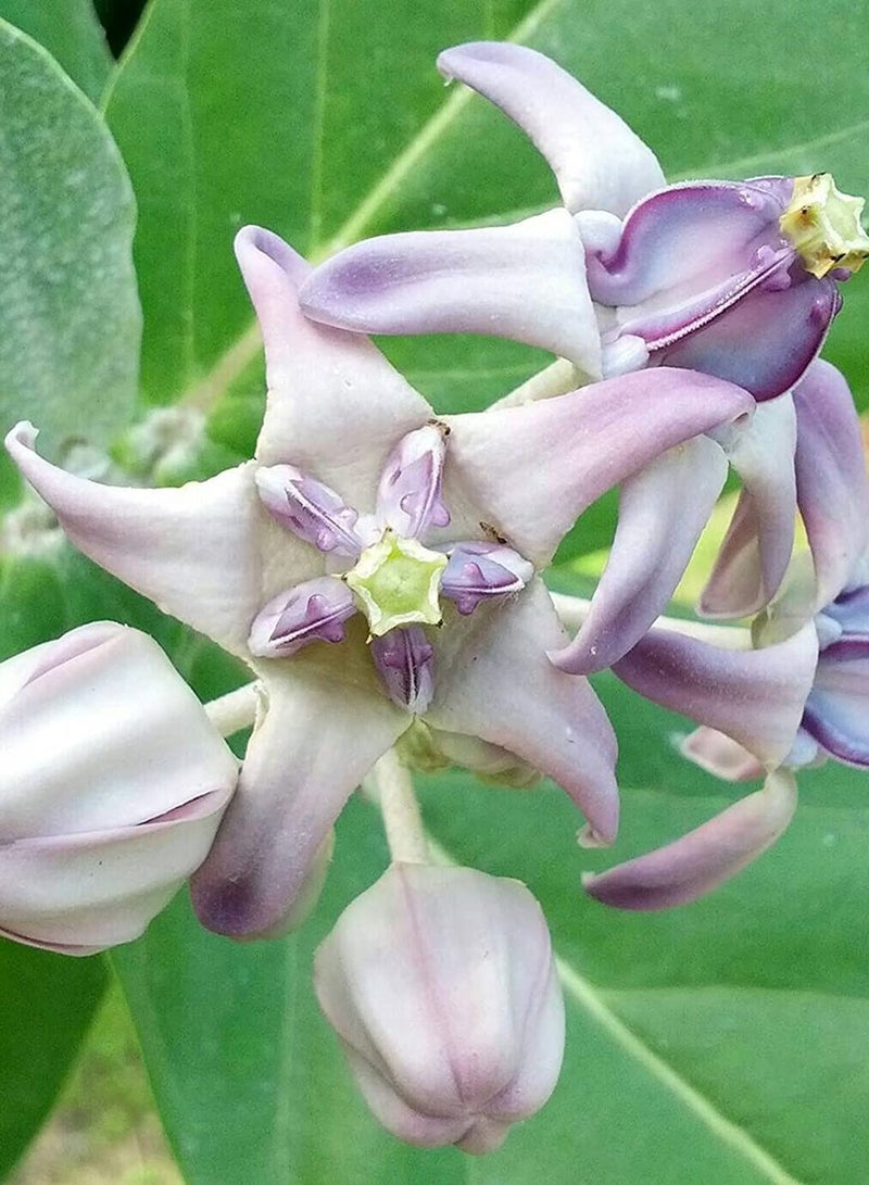 GGOOT 10Pcs/Bag Calotropis Gigantea Seeds - Image 1