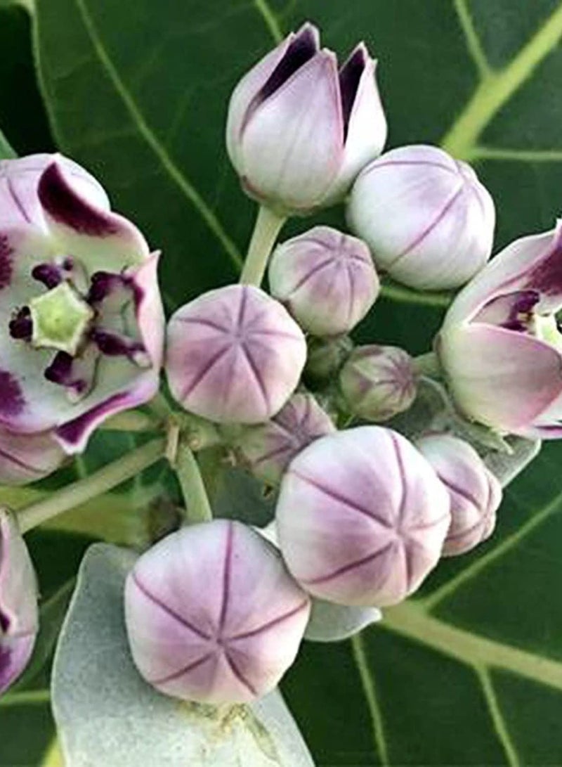 GGOOT 10Pcs/Bag Calotropis Gigantea Seeds - Image 2