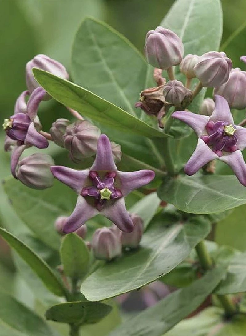 GGOOT 10Pcs/Bag Calotropis Gigantea Seeds - Image 5