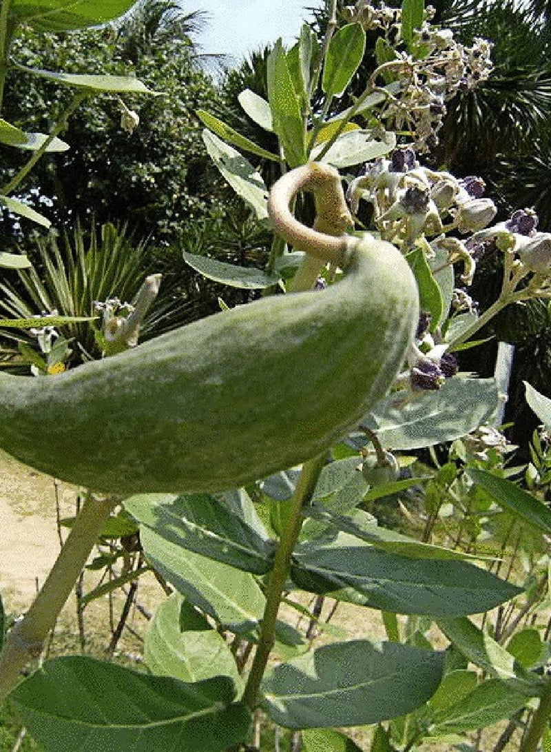 GGOOT 10Pcs/Bag Calotropis Gigantea Seeds - Image 4