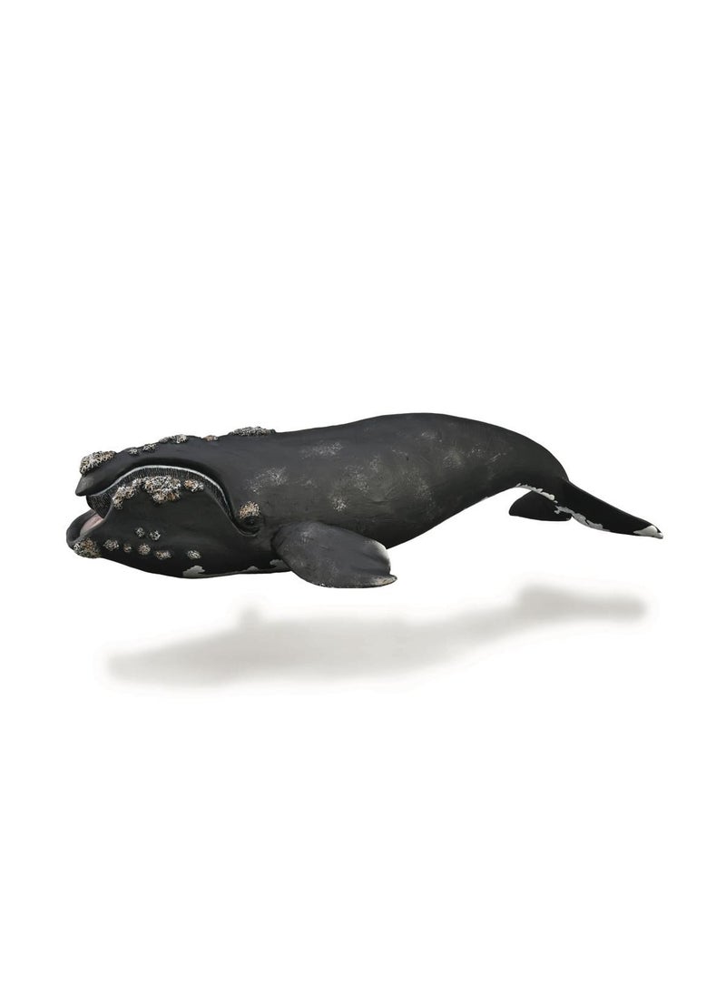 CollectA RIGHT WHALE 