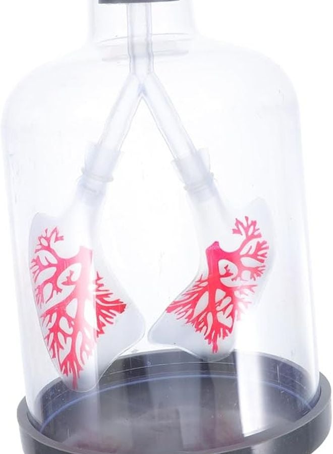 Human Lung Breathing Model Adjustable Diaphragm Motion Anatomy Display for Student Biology Experiments - Image 1