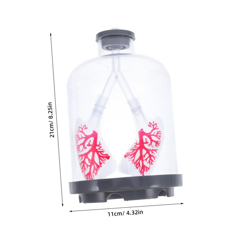 Human Lung Breathing Model Adjustable Diaphragm Motion Anatomy Display for Student Biology Experiments - Image 3