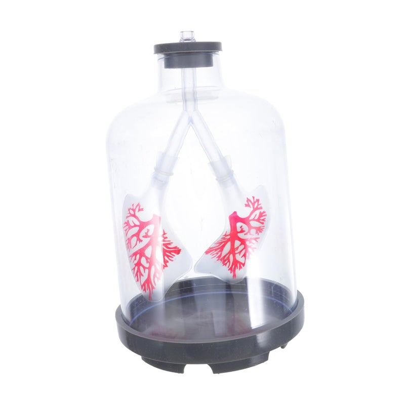 Human Lung Breathing Model Adjustable Diaphragm Motion Anatomy Display for Student Biology Experiments - Image 2