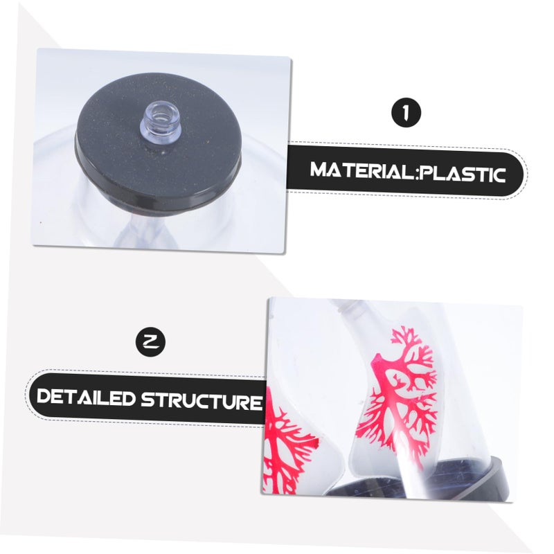 Human Lung Breathing Model Adjustable Diaphragm Motion Anatomy Display for Student Biology Experiments - Image 4