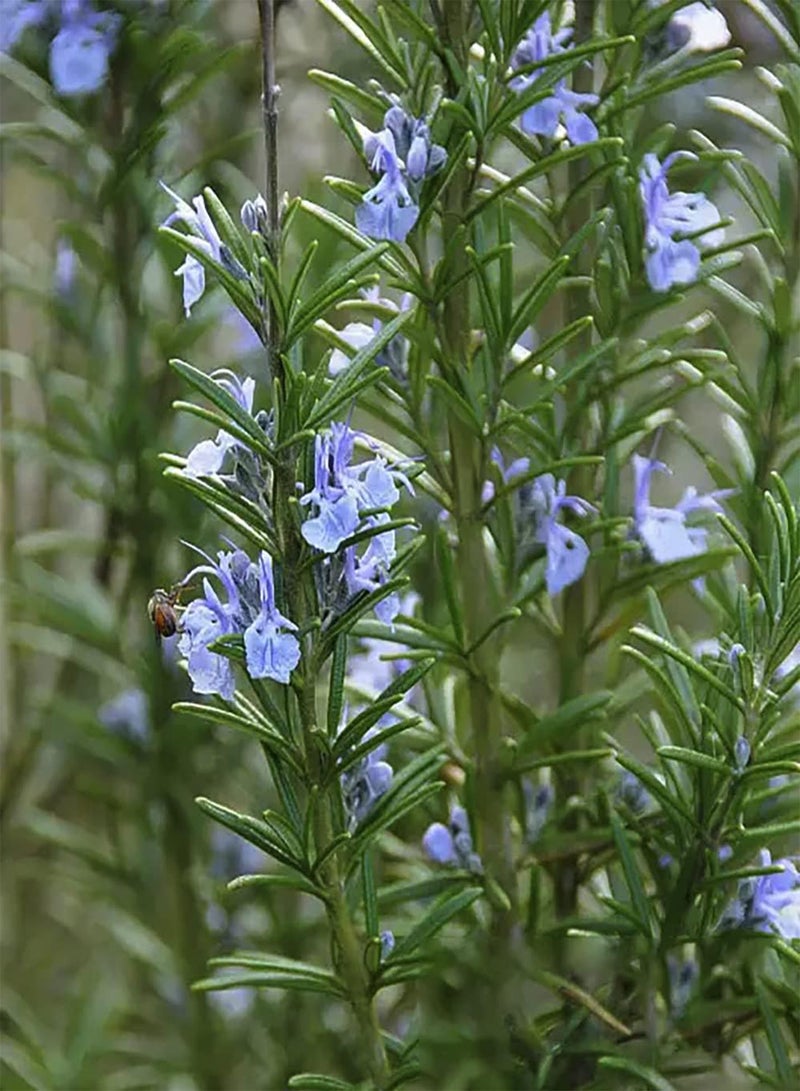 جي جوت 200 قطعة Rozemarijn Zaden Tuindecoratie Rijke Geurige Vlinders Aantrekken Creëer EEN Prachtig Tuinlandschap Aandacht trekken Geliefd bij Mensen - Image 2