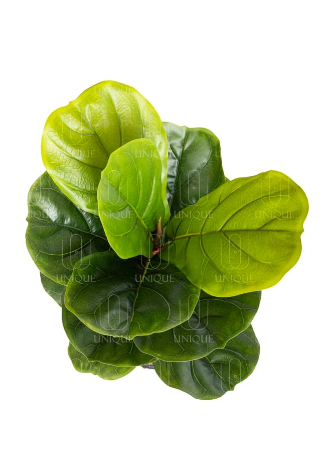 Unique Pots And Plants Fiddle Leaf Fig Artificial Tree H90CM  - Image 2